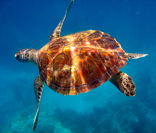 Key Largo Snorkeling Tours with Sundiver Snorkel Tours in Key Largo